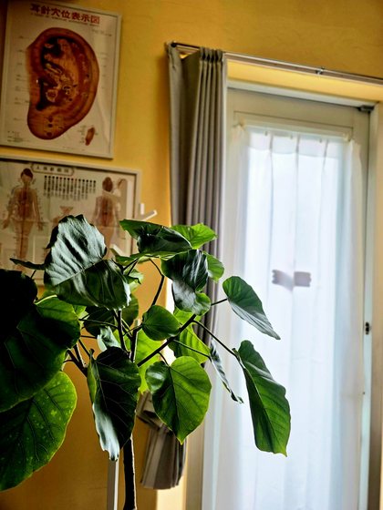 白いカーテンの窓辺に置いた観葉植物